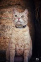 Laëtitia FUCHS - LYON EYE'S PHOTOGRAPHY