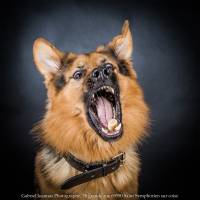 Gabriel JOANNAS - JOANNAS GABRIEL